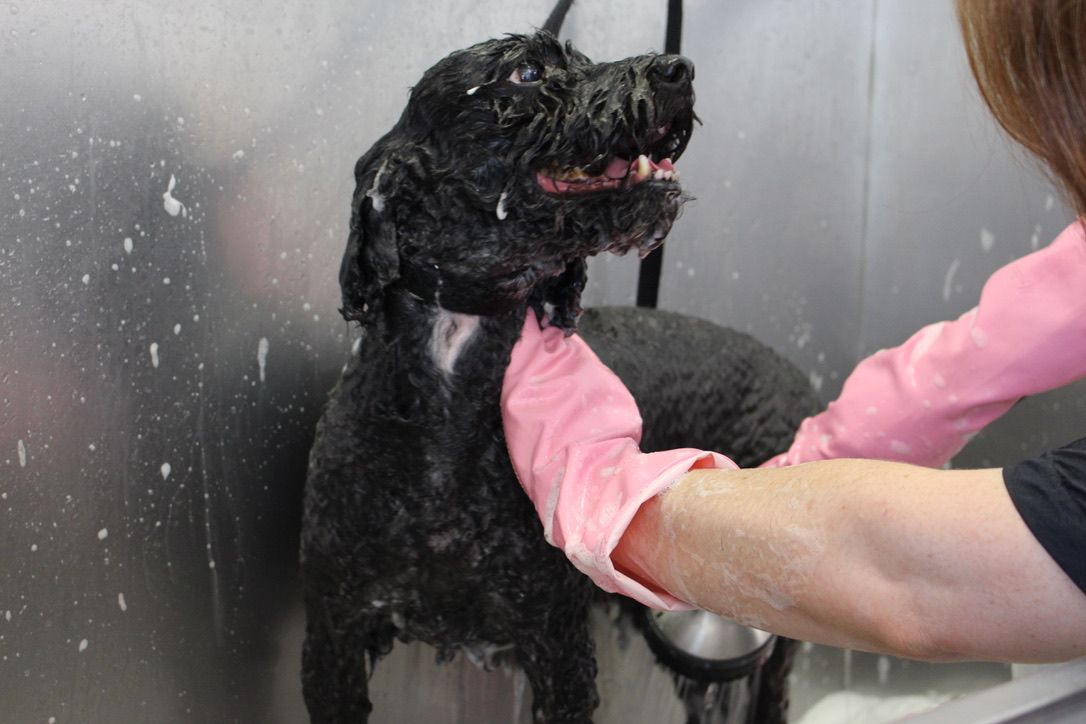 Hund wird in der Buddies Dusche gebadet