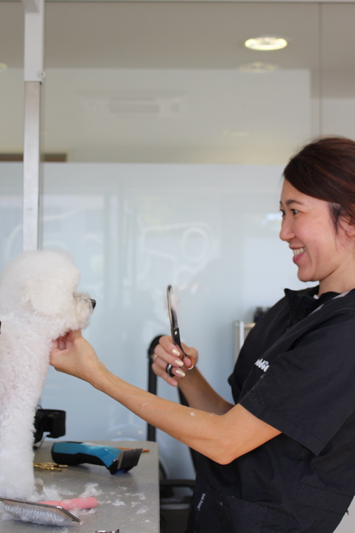 Groomerin hält die Schere und lacht den frisch geschnittenen Bichon Frisé an