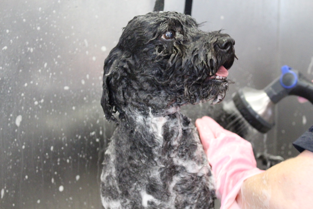 Schwarzer Doodle wird in der Buddies Dusche eingeschäumt