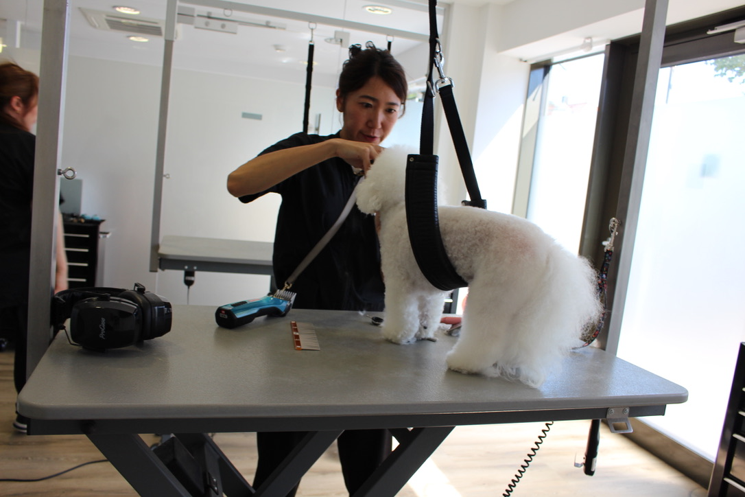 Groomerin schert einen Bichon Frisé