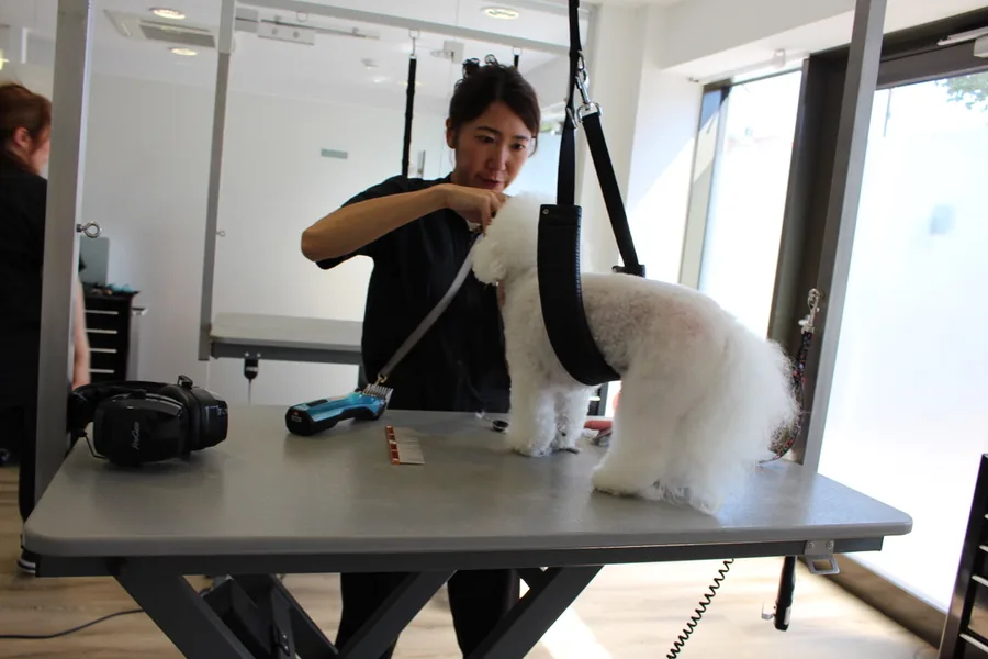 Groomerin schneidet einen Bichon im Buddies Salon
