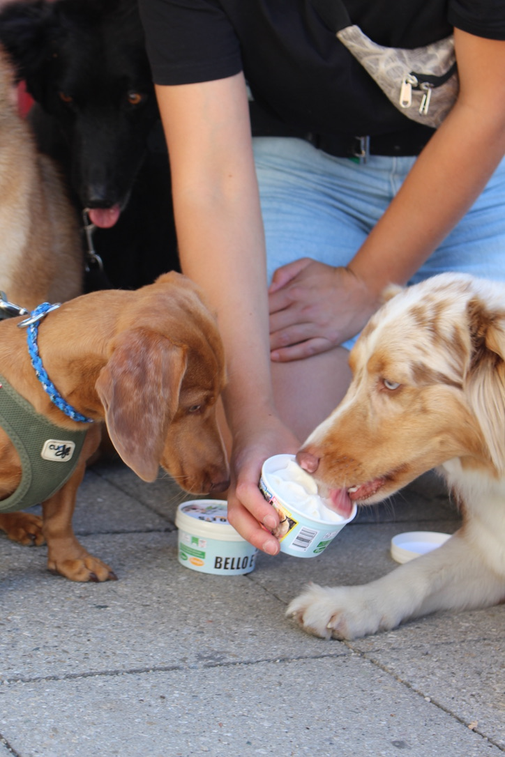 Drei Hunde teilen sich ein Hundeeis