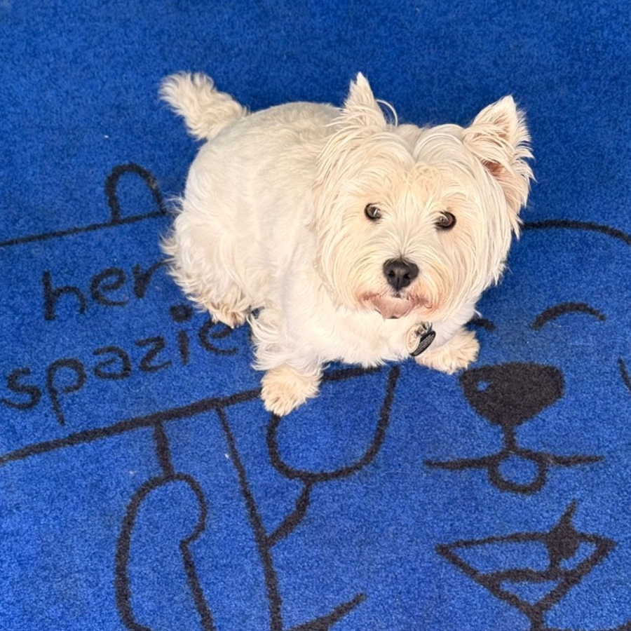 West Highland Terrier auf der blauen Buddies Fußmatte
