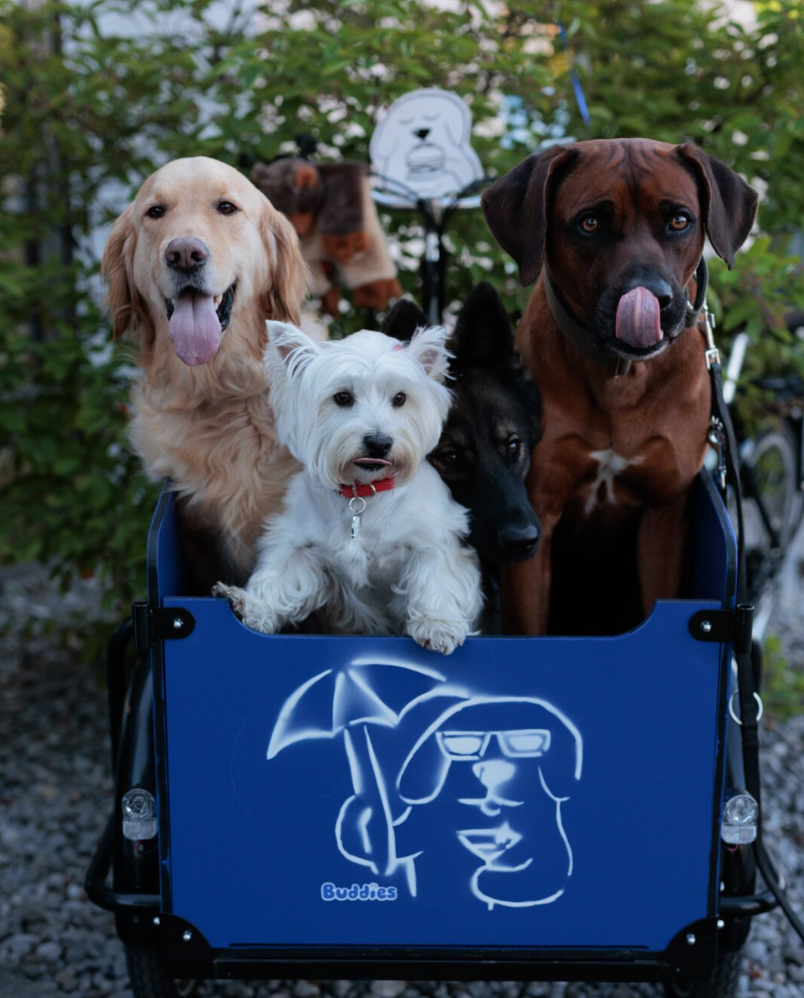 Vier Hunde im Buddies Lastenrad