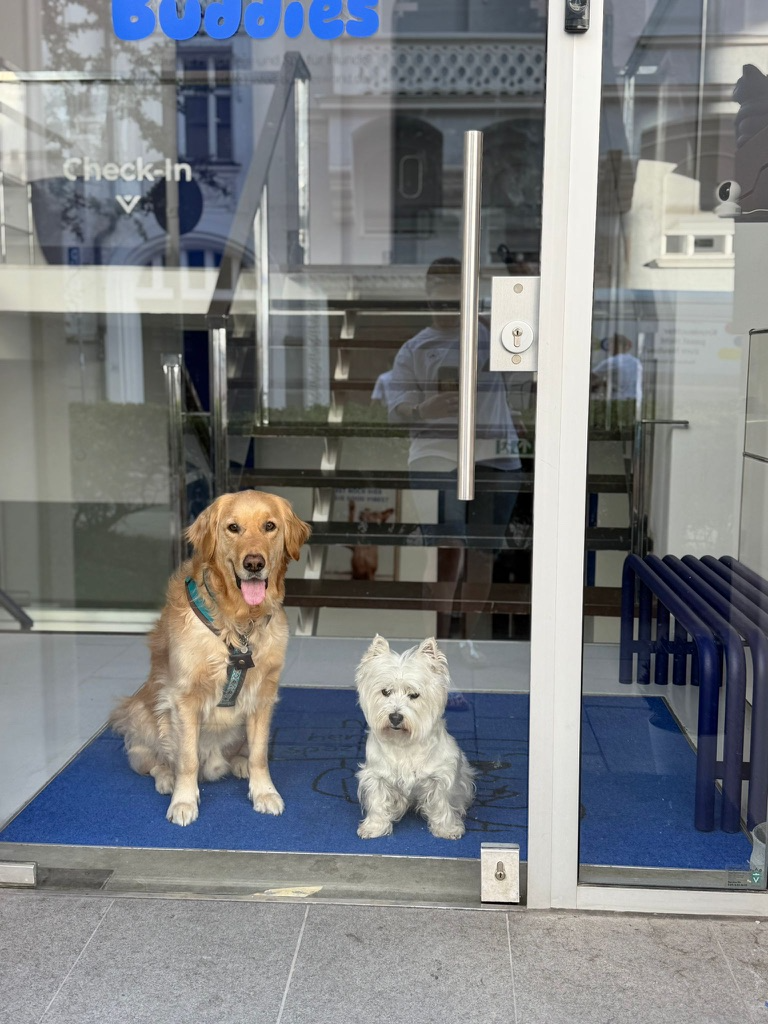 Golden Retriever und West Highland Terrier sitzen im Eingang des Buddies Salons in Schwabing
